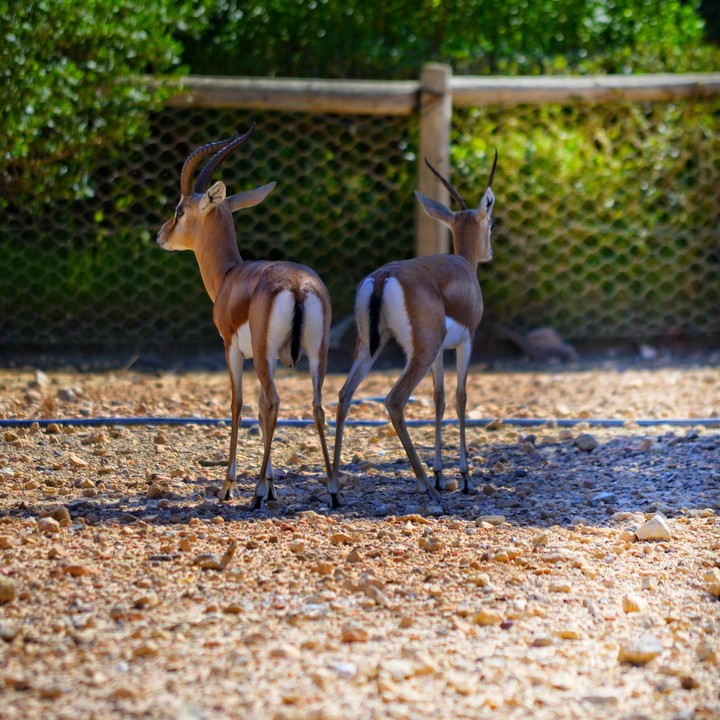animals