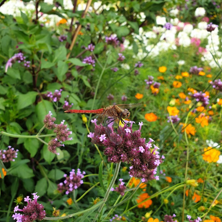 dragonflies&flowers