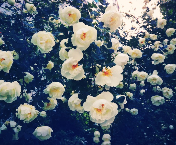 Dogrose