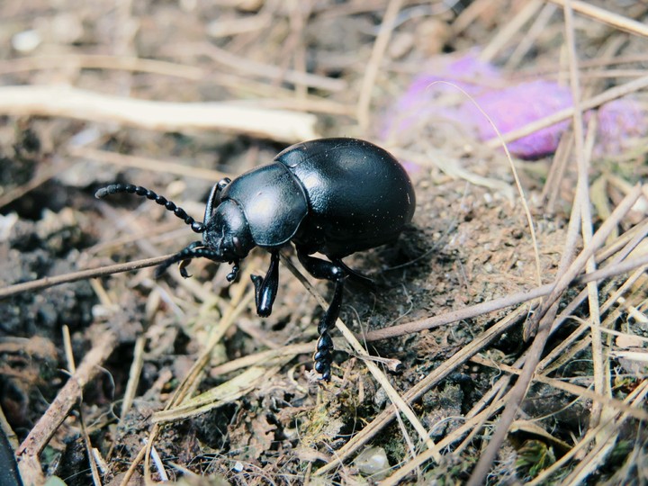 Beetle