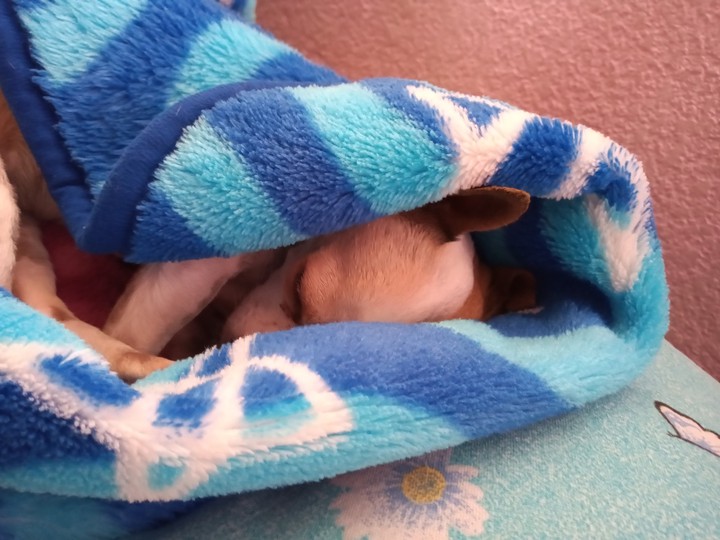 Kitty durmiendo ???