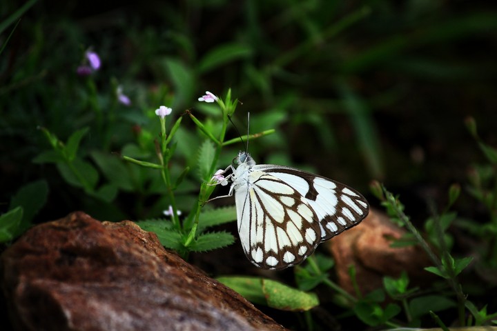 Black & White butterfly