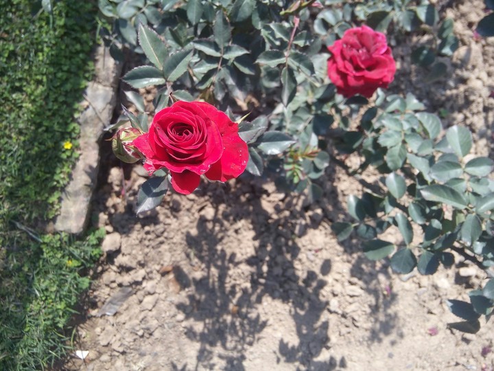 rose