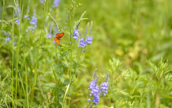 summer atmospher