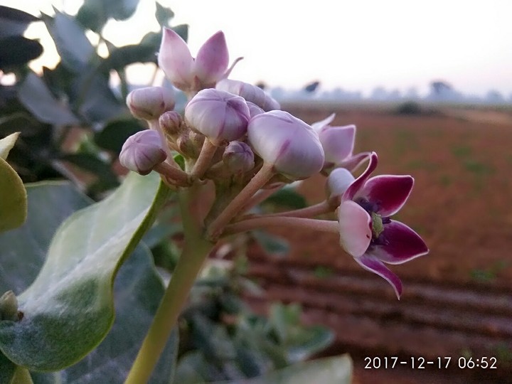 randomclick