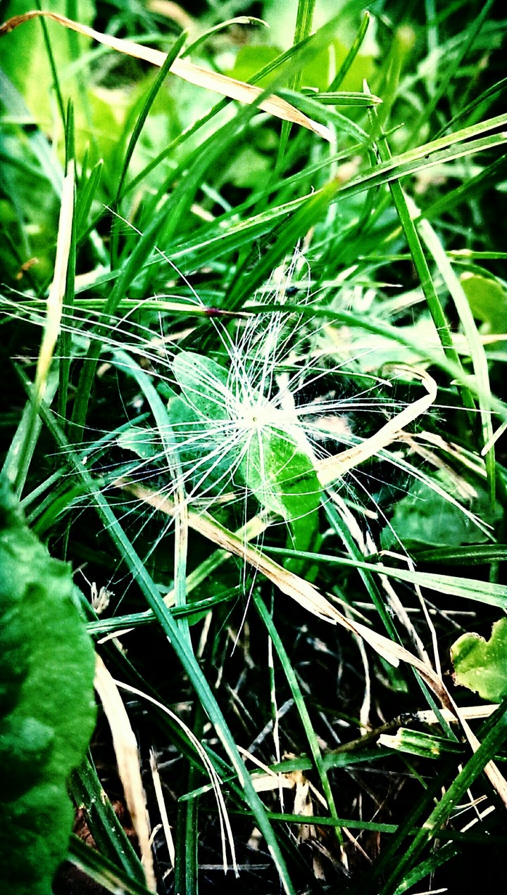 green,herb