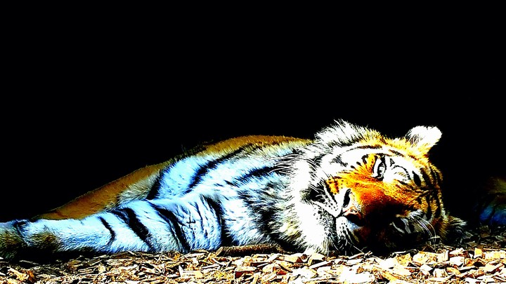 liegender Tiger