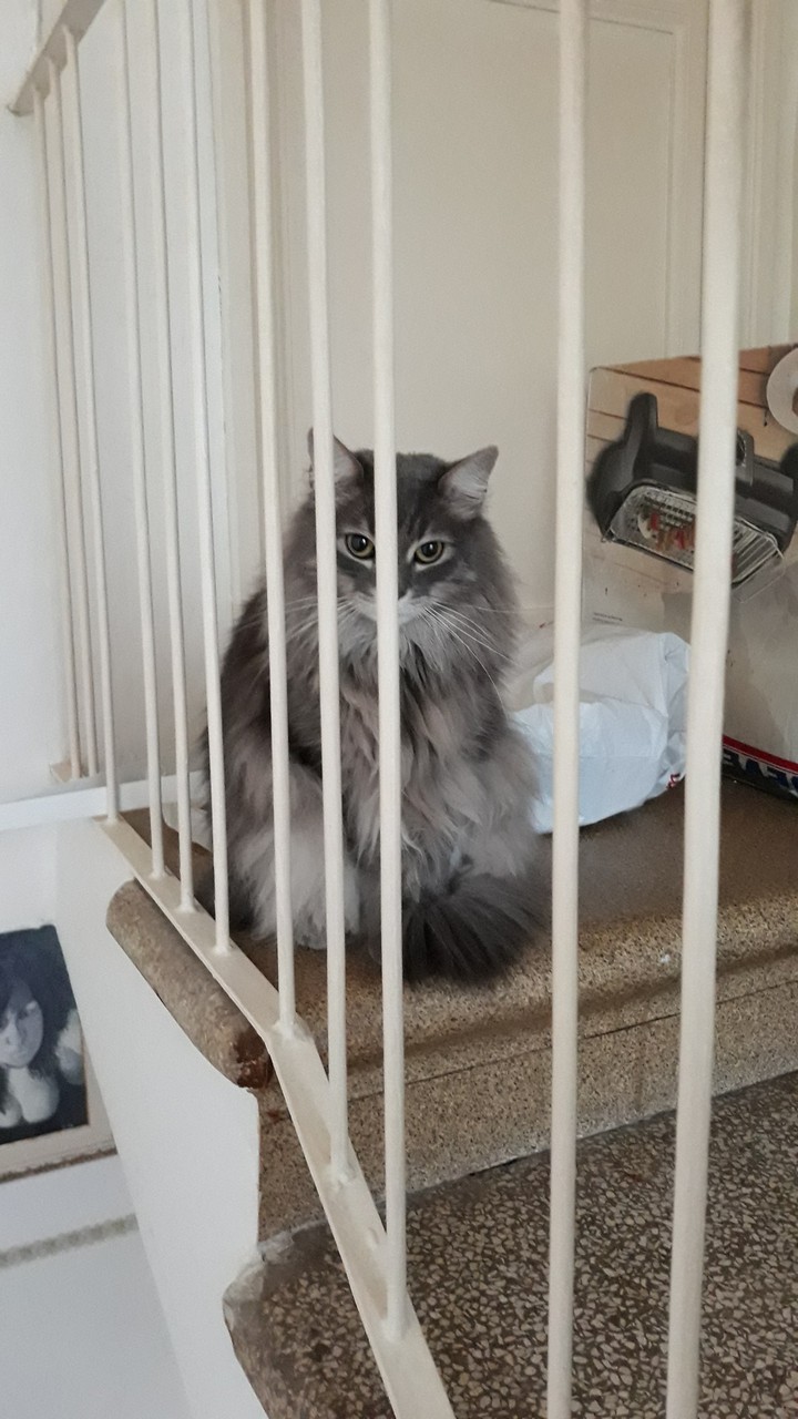 micio in gatta buia?