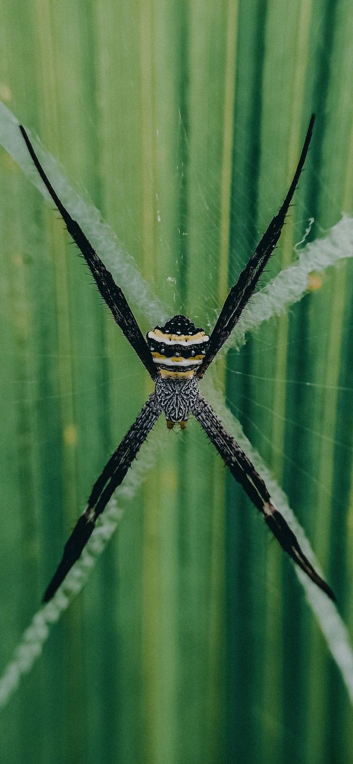 The Spider King