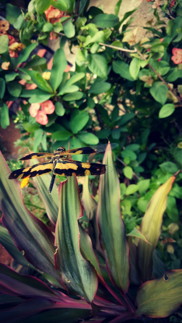 butterfly