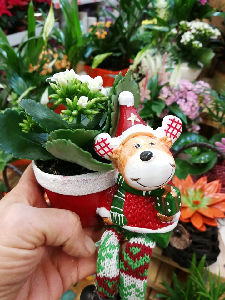 merry Christmas flowers
