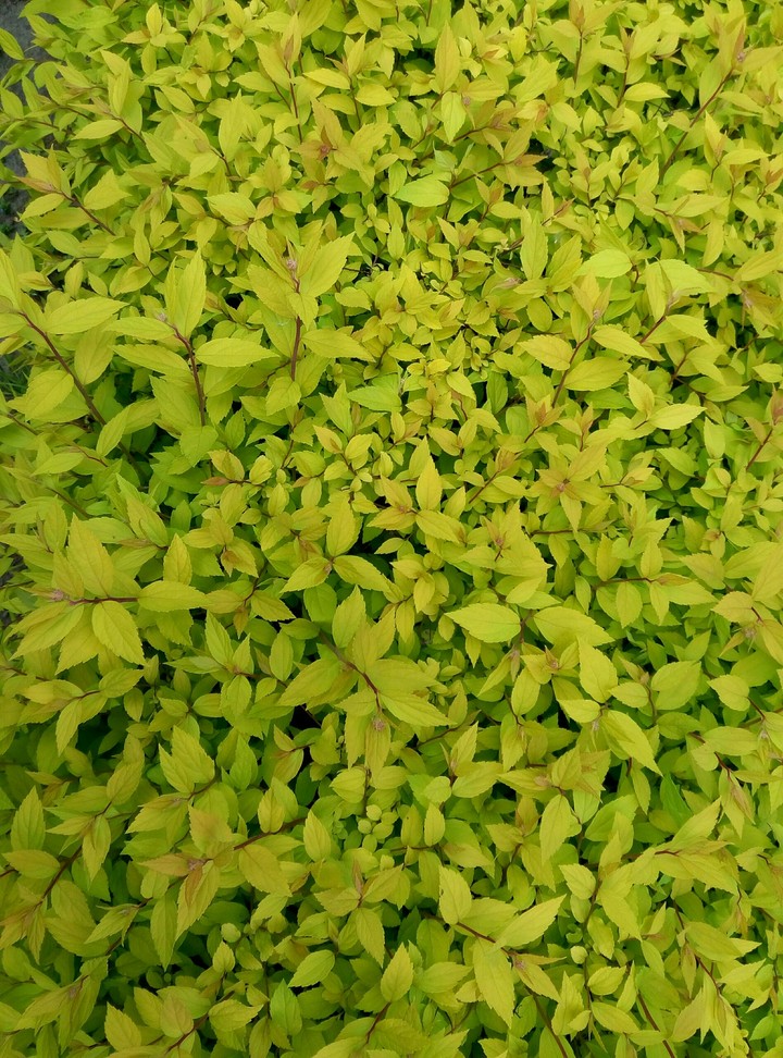 #green 