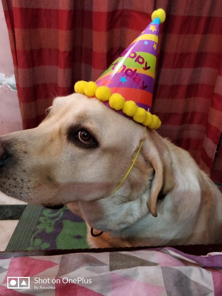 Labrador retriever