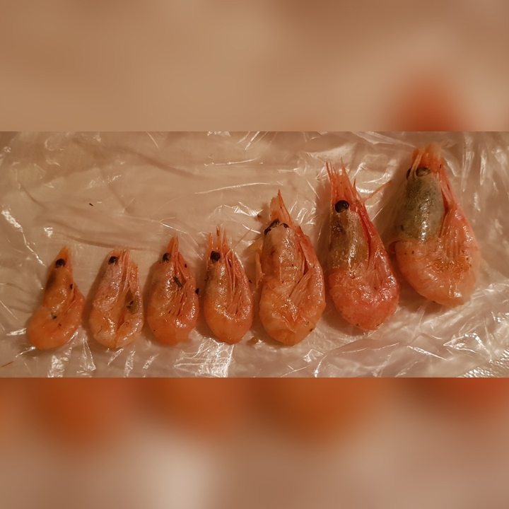 эволюция креветки