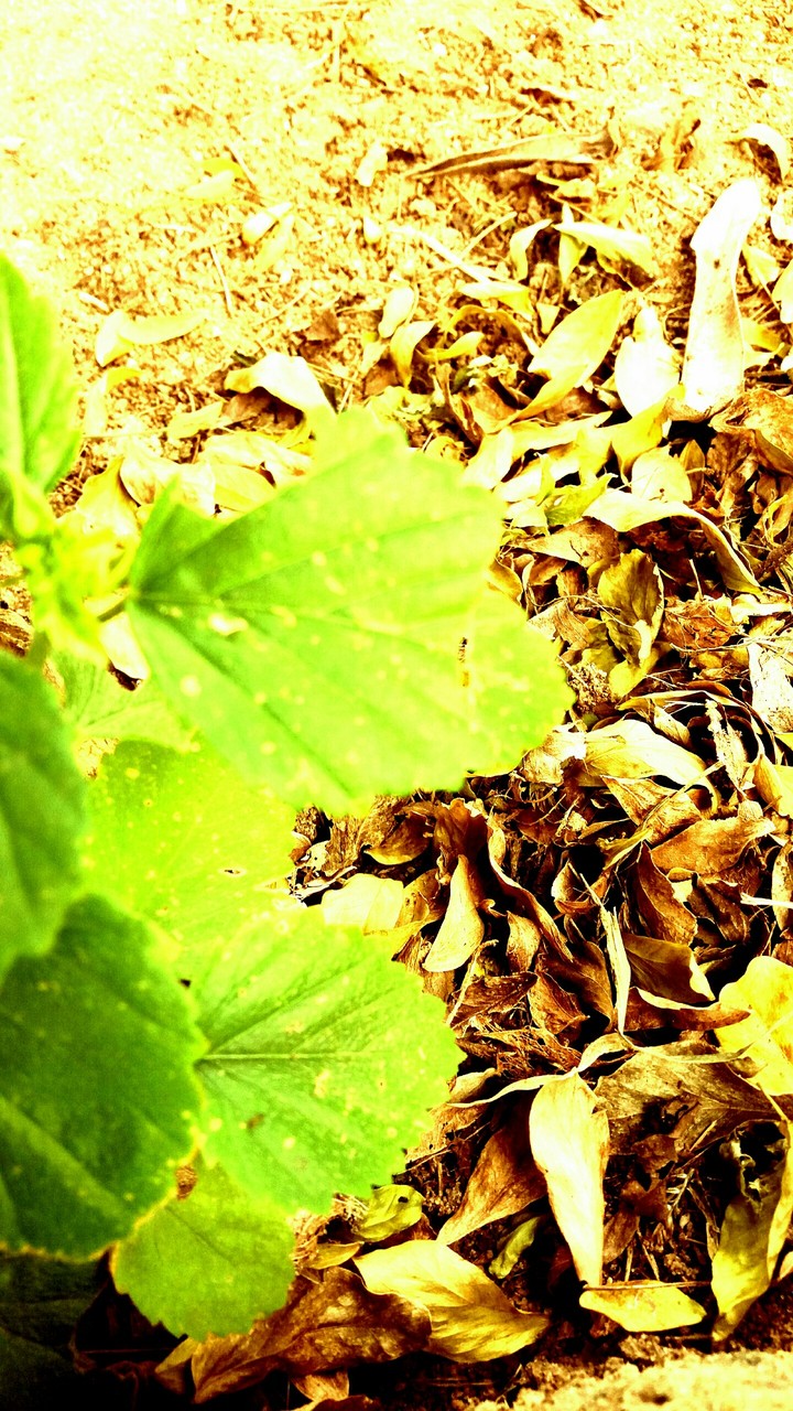 leaft