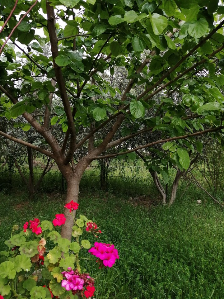yeşil