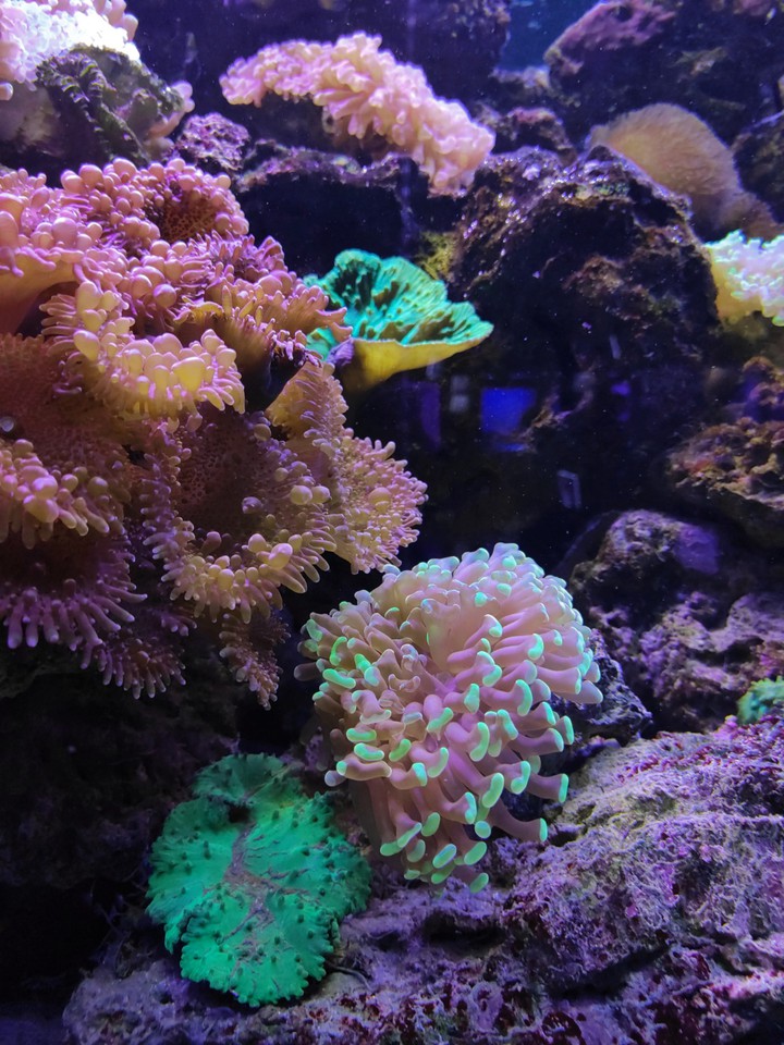 sea ​​life
