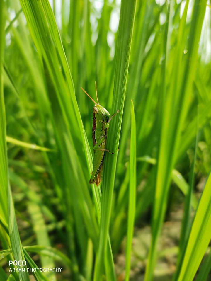 grasshopper
