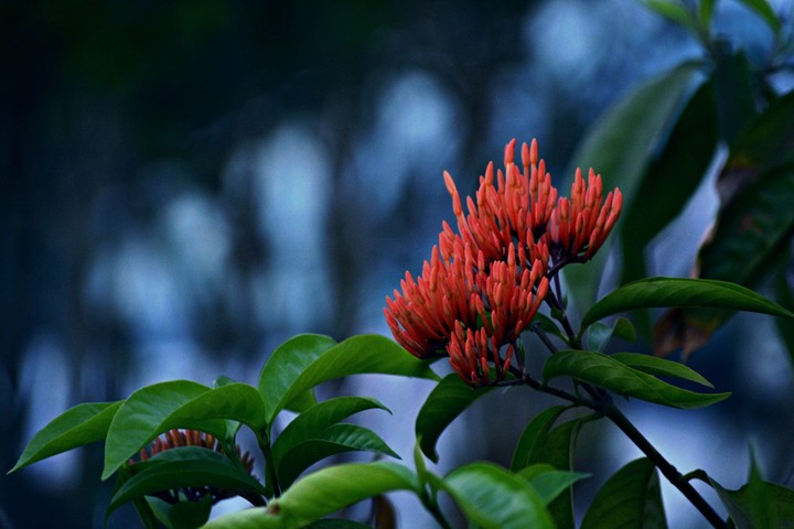 flowers