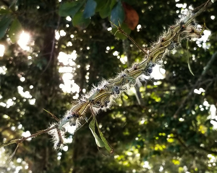 caterpillars