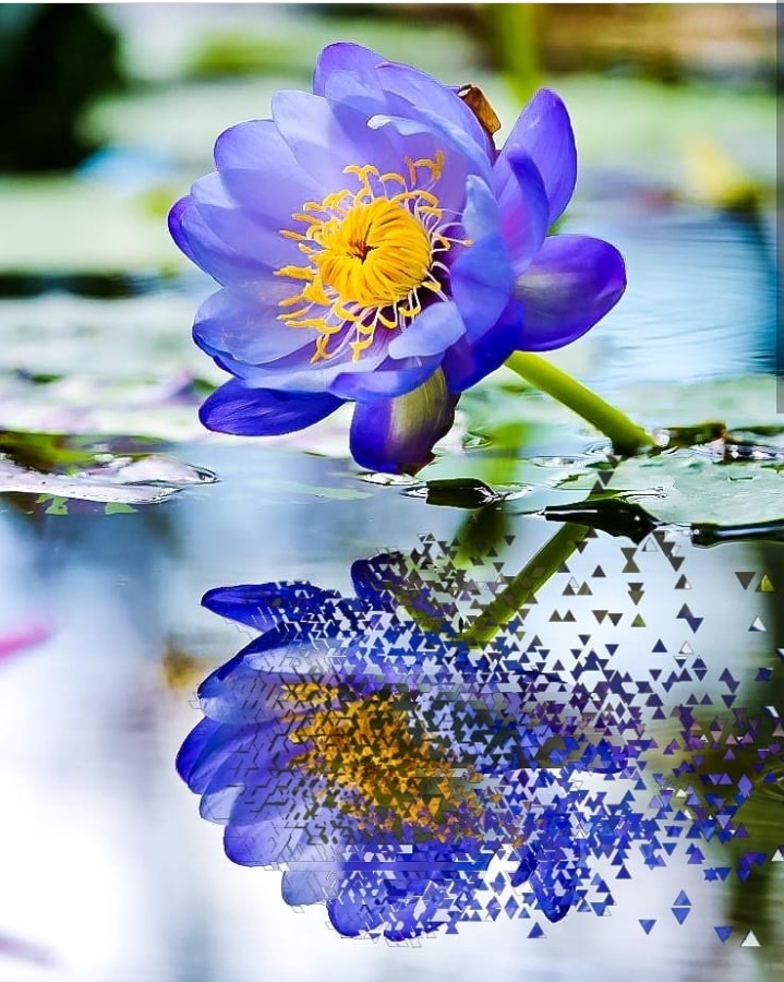 Lotus