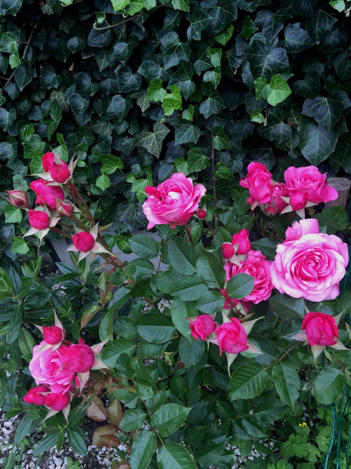 roses du jardin