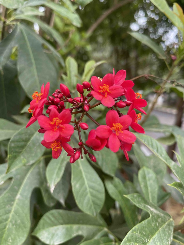 red glory