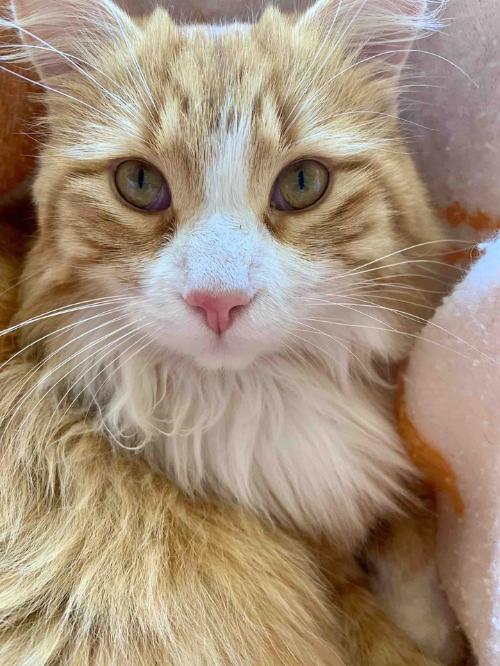 Garfieldo