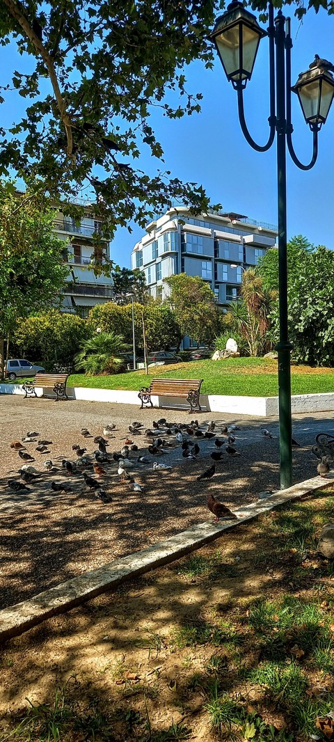 fondos de pantalla summer, bird