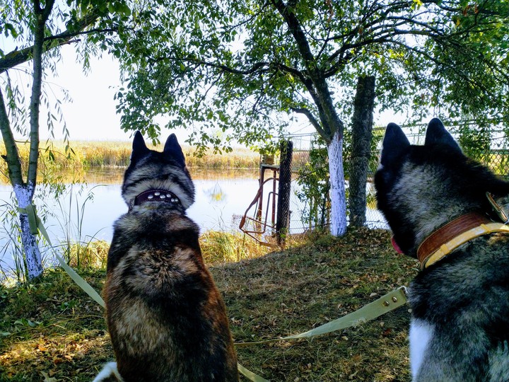 huskydreems