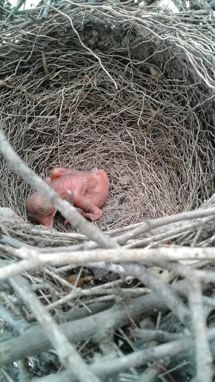 naked bird kid