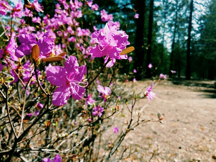 Rhododendron of Zabaikalie