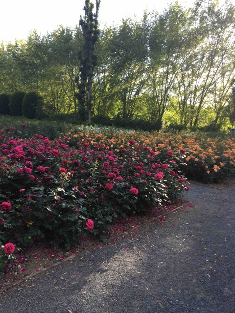 Roses