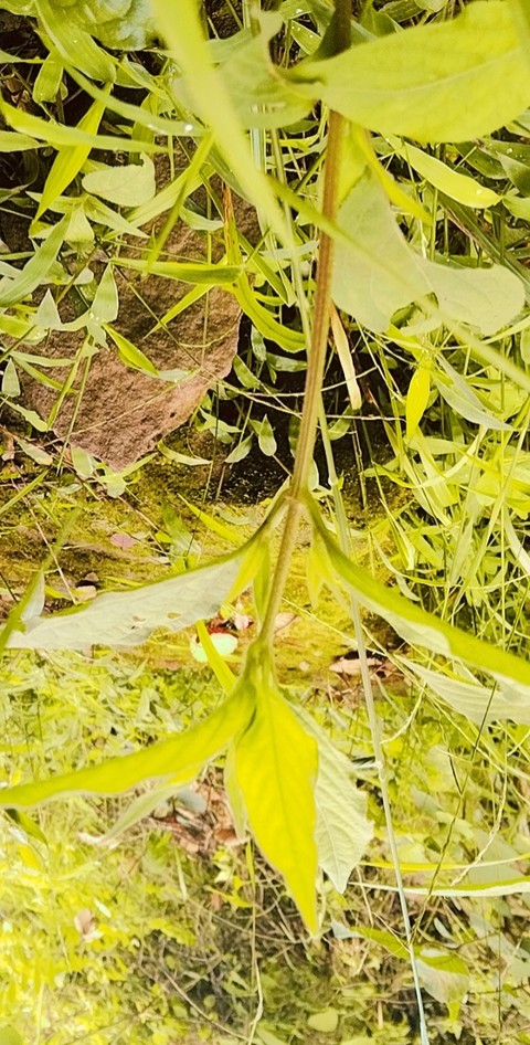 flower, tree वॉलपेपर