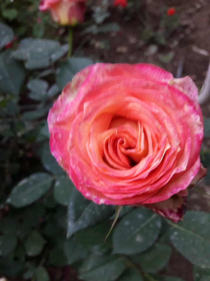 wonderfull Rose