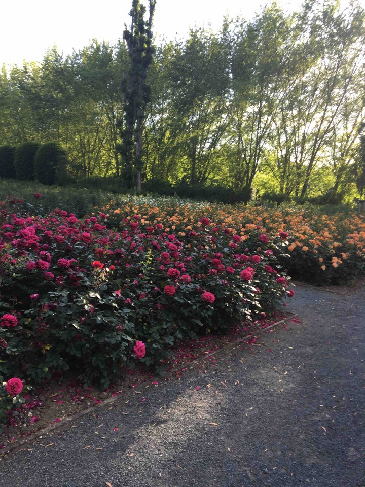 Roses