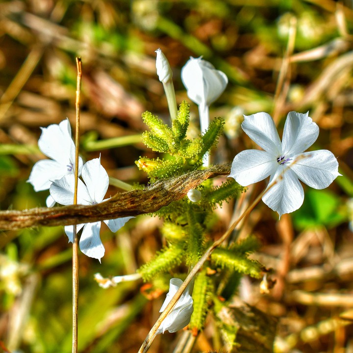 wild flowers