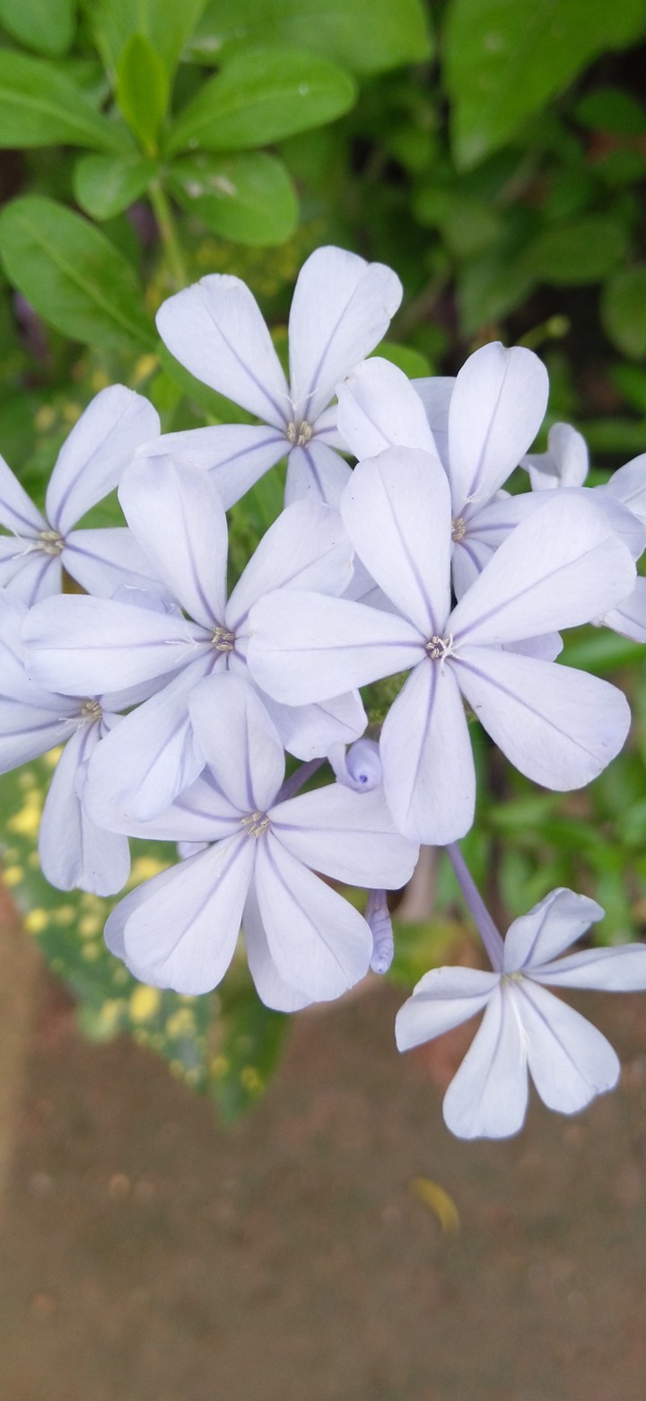 plumbeg flower