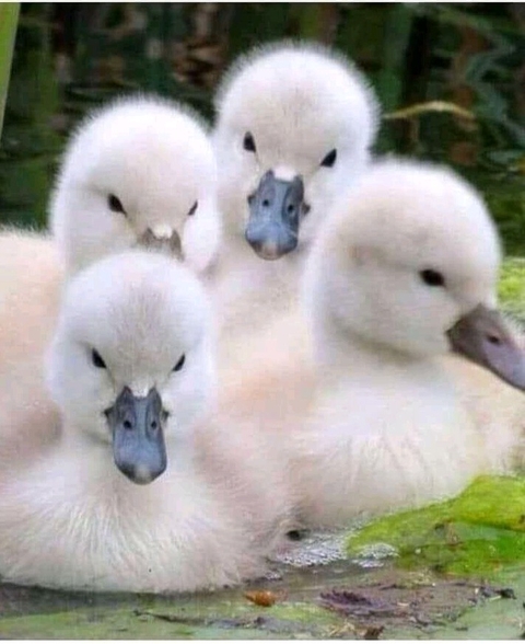 خلفيات bird, beak