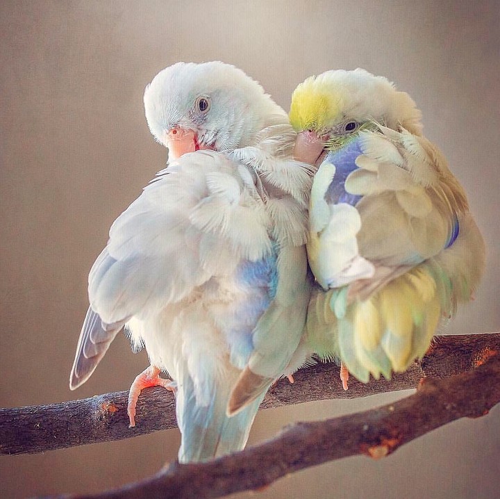 cute