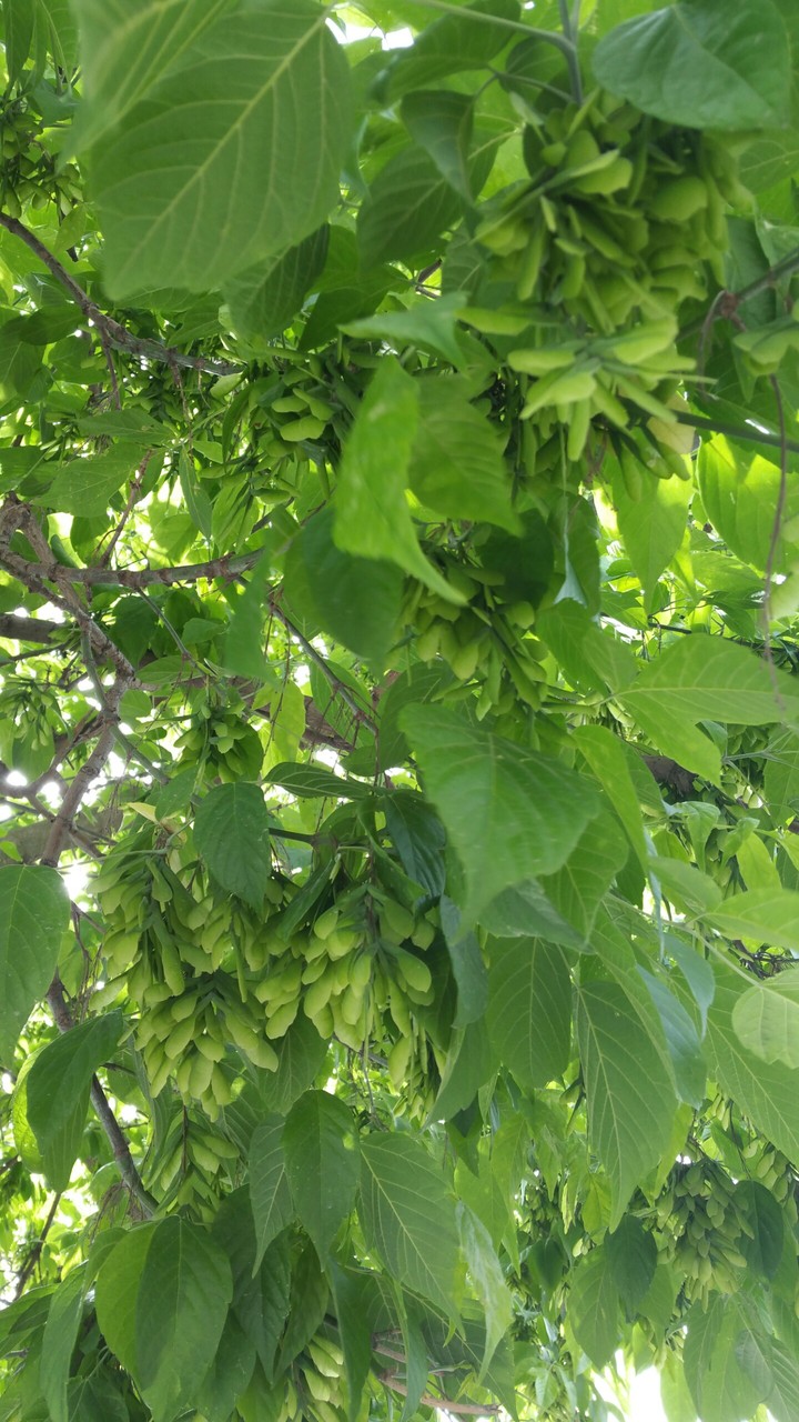 yeşil
