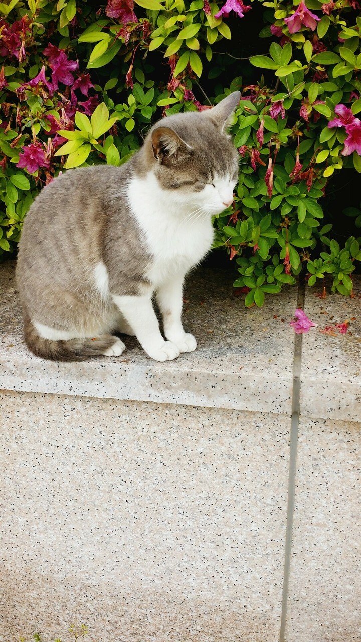 고양이