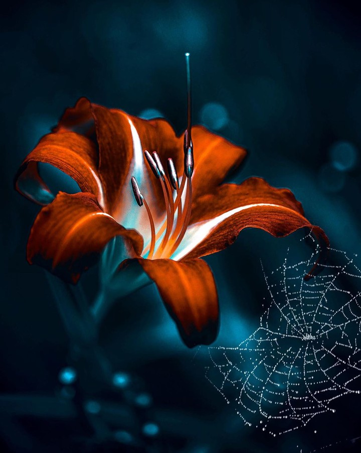 Daylily