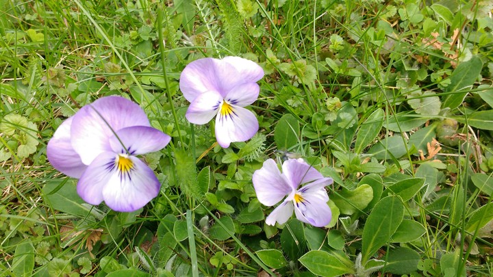 Little beautiful flowers:)