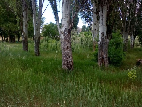 Forest