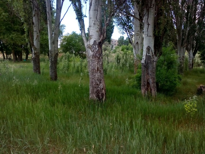 Forest
