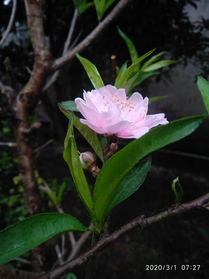 hoa đào nở muộn