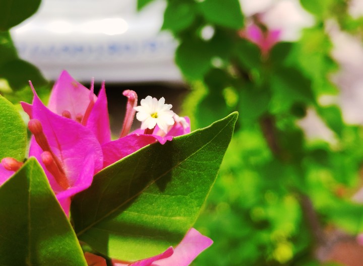 baby flower