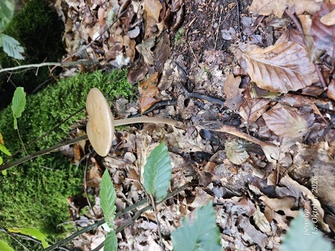 Green, Red, Fungus