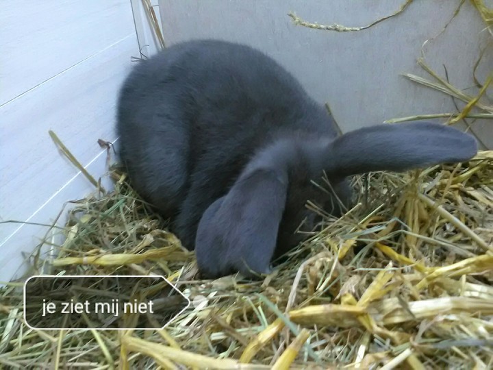 rabbit